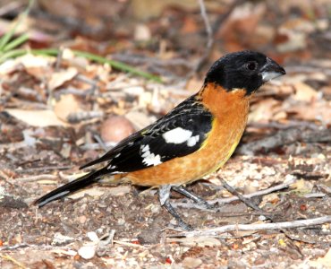 920 - BLACK-HEADED GROSBEAK (4-26-13) sunny flats cg, cave creek, cochise co, az  (2)