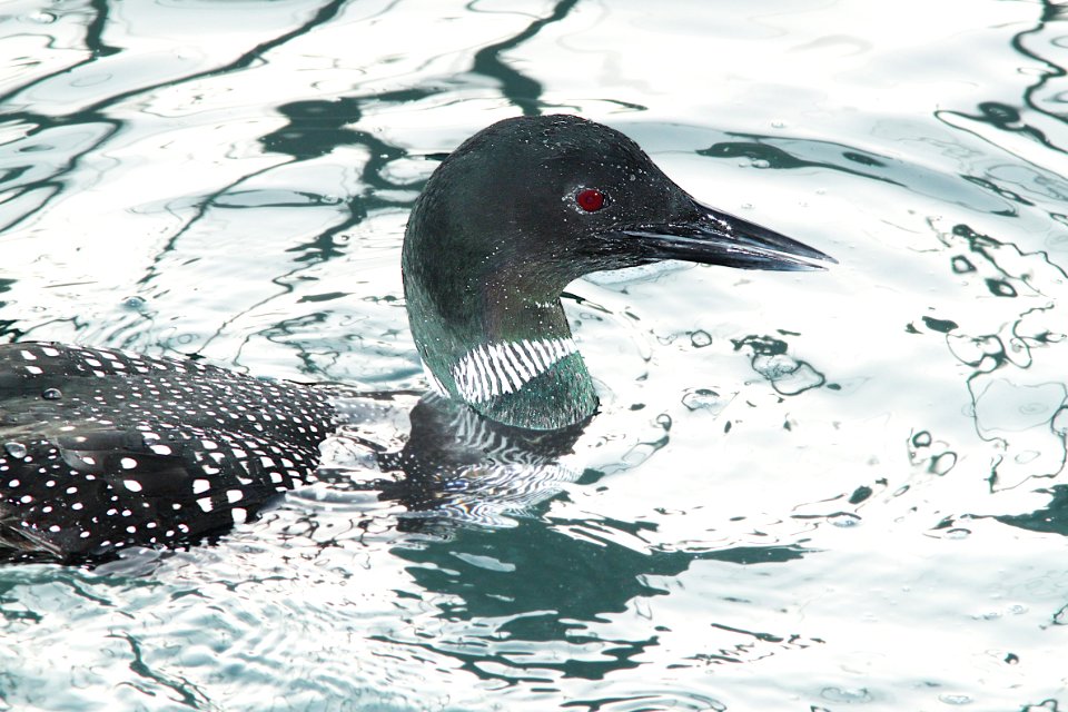 093 - COMMON LOON (3-23-10) morro bay, sloco, ca (3)
