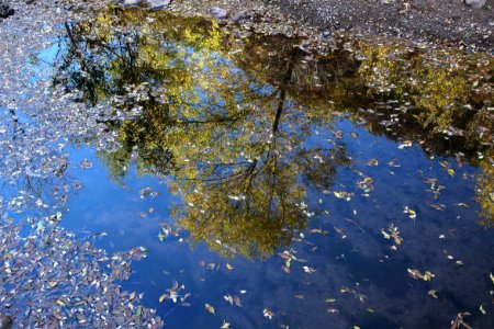 SYCAMORE CANYON, scc, az - 101 (11-8-12) -036