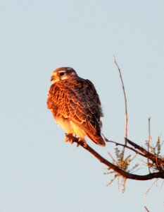 556 - PRAIRIE FALCON (12-14-10) san rafael grasslands, scc, az (2)