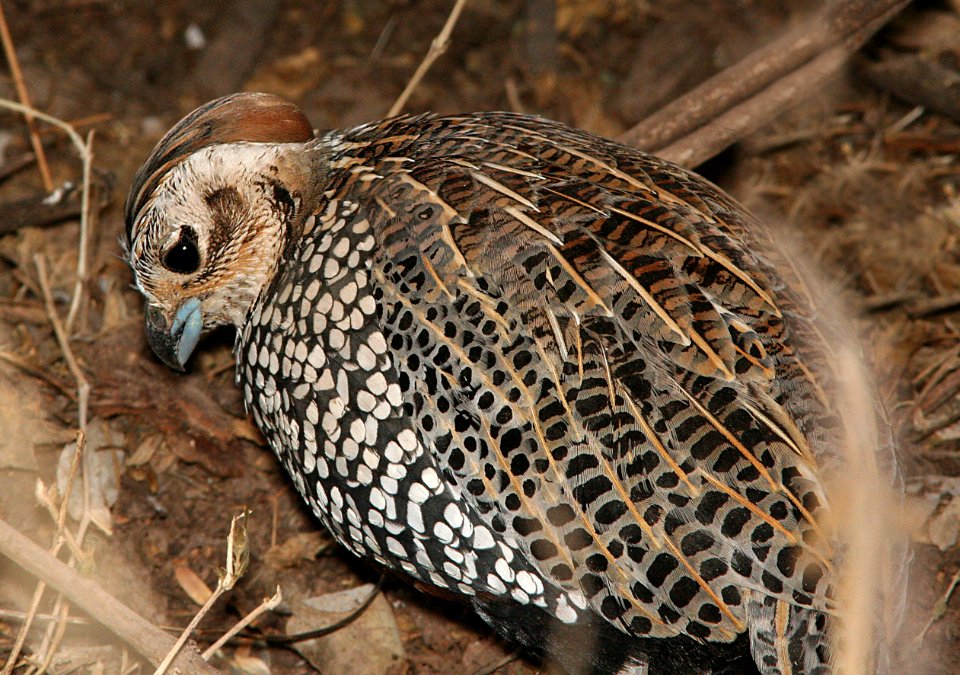 072 - MONTEZUMA QUAIL (1-21-09) patagonia, az - (3)