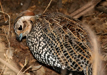 072 - MONTEZUMA QUAIL (1-21-09) patagonia, az - (3)