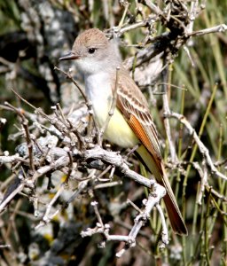 591 - ASH-THROATED FLYCATCHER (4-14-09) carrizo plain, slo co, ca (2)