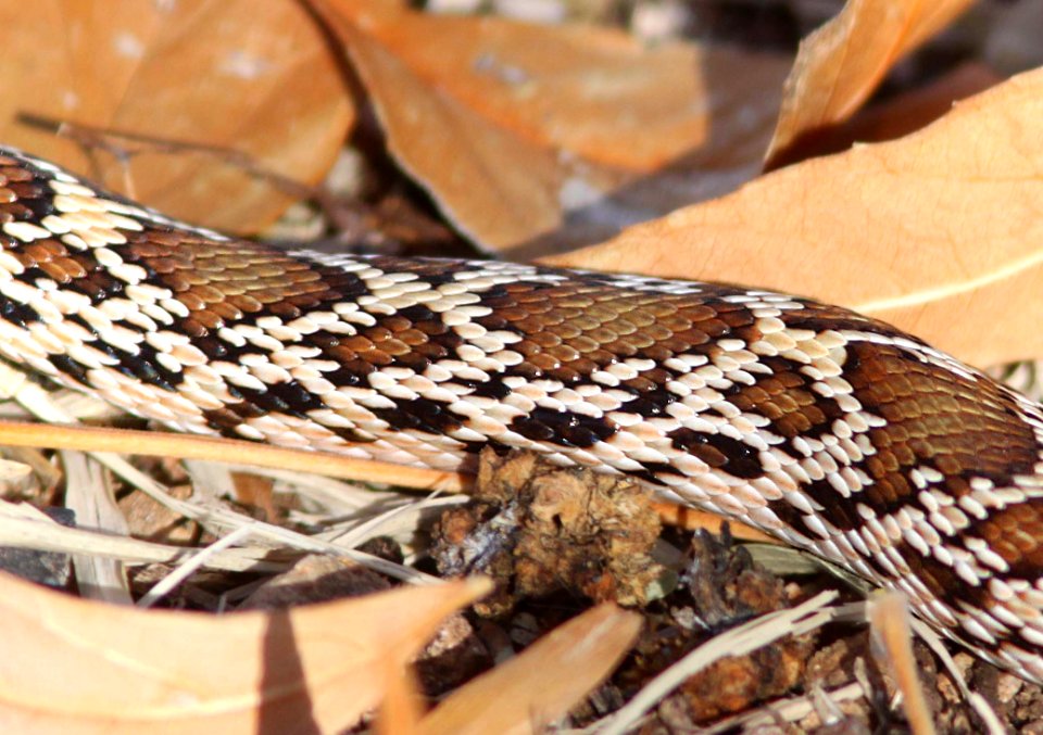 SNAKE, GOPHER (Pituophis catenifer) (12-13-12) patagonia lake, scc, az -02