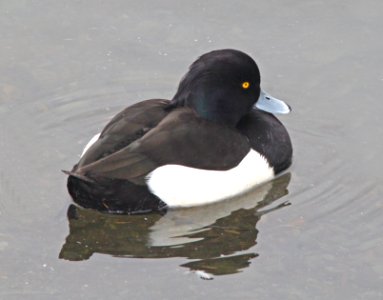044 - TUFTED DUCK (2-15-11) Quidi Vidi Lake, St John's, Newfoundland  (4)