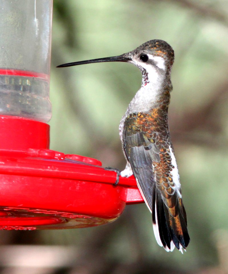 494 - PLAIN-CAPPED STARTHROAT (9-5-10) Paton's yard, Patagonia, scc, az - (2)