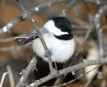 CHICKADEE, BLACK-CAPPED (11-29-09) farmington, nm -04