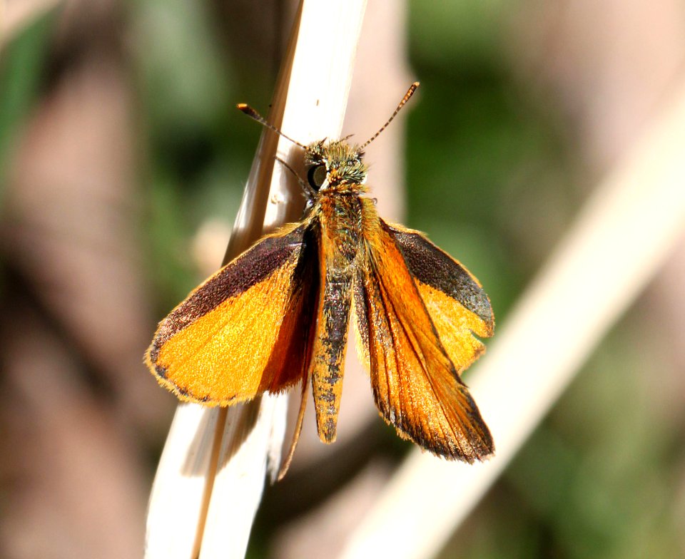 TROPICAL LEAST SKIPPER (Ancyloxypha arene) (10-17-12) sonoita creek above patagonia lake, scc, az -01