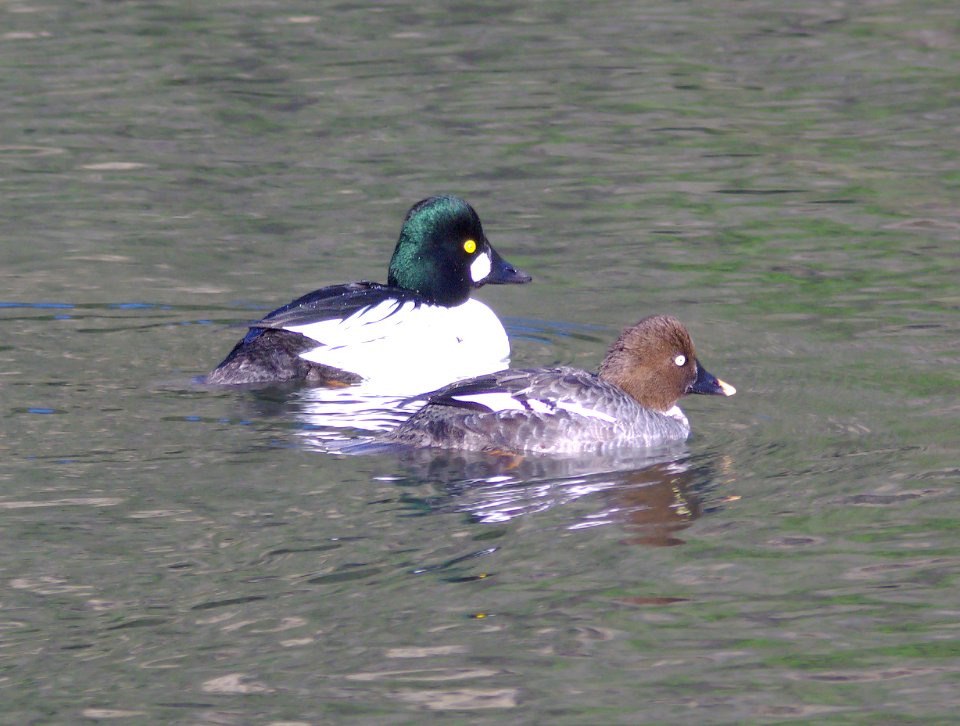 058 - COMMON GOLDENEYE (3-15-09) bob jones bridge, sloco, ca (1)