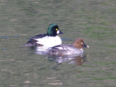 058 - COMMON GOLDENEYE (3-15-09) bob jones bridge, sloco, ca (1)