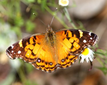 LADY, AMERICAN (Vanessa virginiensis) (10-9-12) sawmill cyn, huachuca mts, cochise co, az -01