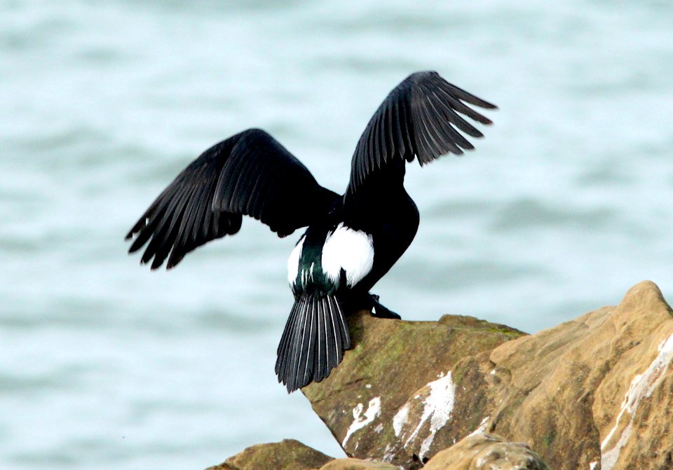 173 - PELAGIC CORMORANT (3-21-10) piedras blancas, slo co, ca  (6)