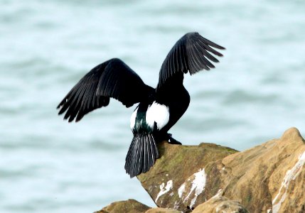 173 - PELAGIC CORMORANT (3-21-10) piedras blancas, slo co, ca  (6)
