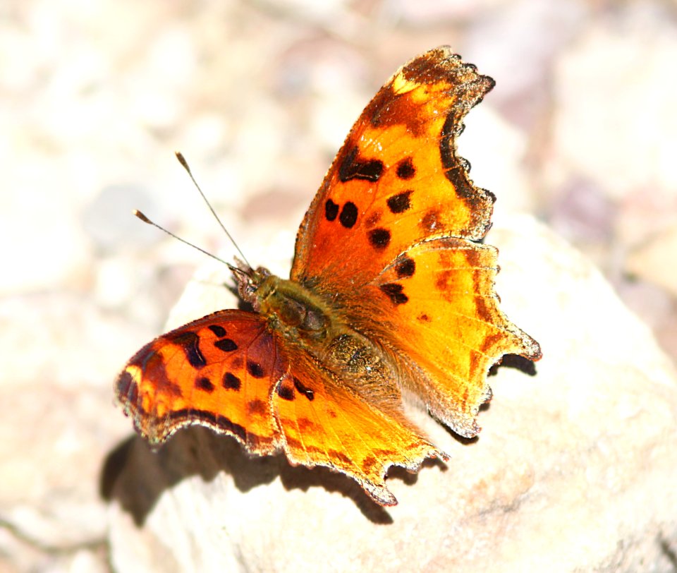 COMMA, SATYR (Polygonia satyrus) (10-9-12) sawmill cyn, huachuca mts, cochise co, az -03