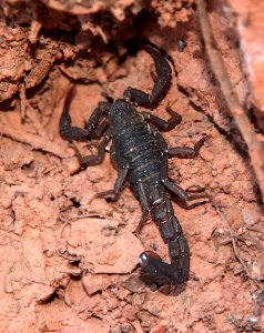 SCORPION, sp, probably (Vaejovis vorhiesi) (11-2-12) 4900 ft, lower humboldt cyn, patagonia mts, scc, az -01