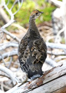 085 - SOOTY GROUSE (9-10-09) near mt lassen, ca (2) photo