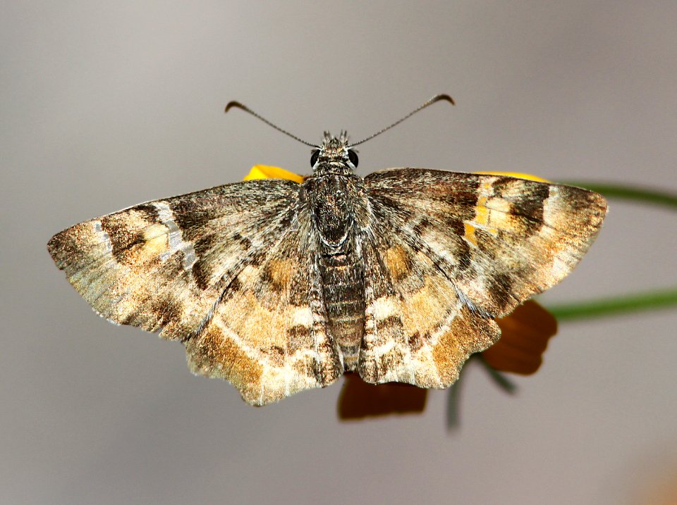 POWDERED-SKIPPER, ARIZONA (Systacia zampa) (10-20-12) california gulch, w of nogales, scc, az -01