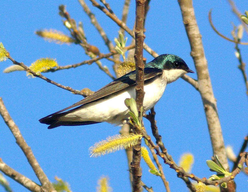 661 - TREE SWALLOW (3-23-09) oso flaco, slo co, ca (1)