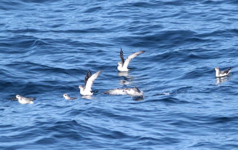 121 - COOK'S PETREL (6-12-10) off santa barbara on the Condor, ca (5)