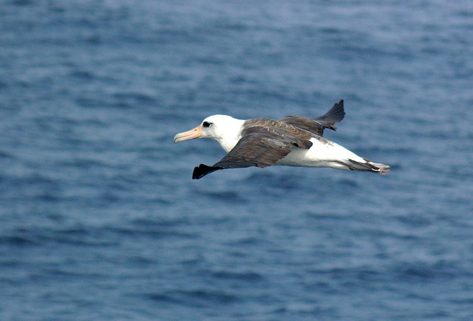 108 - LAYSAN ALBATROSS (9-06) aleutians, ak (6)