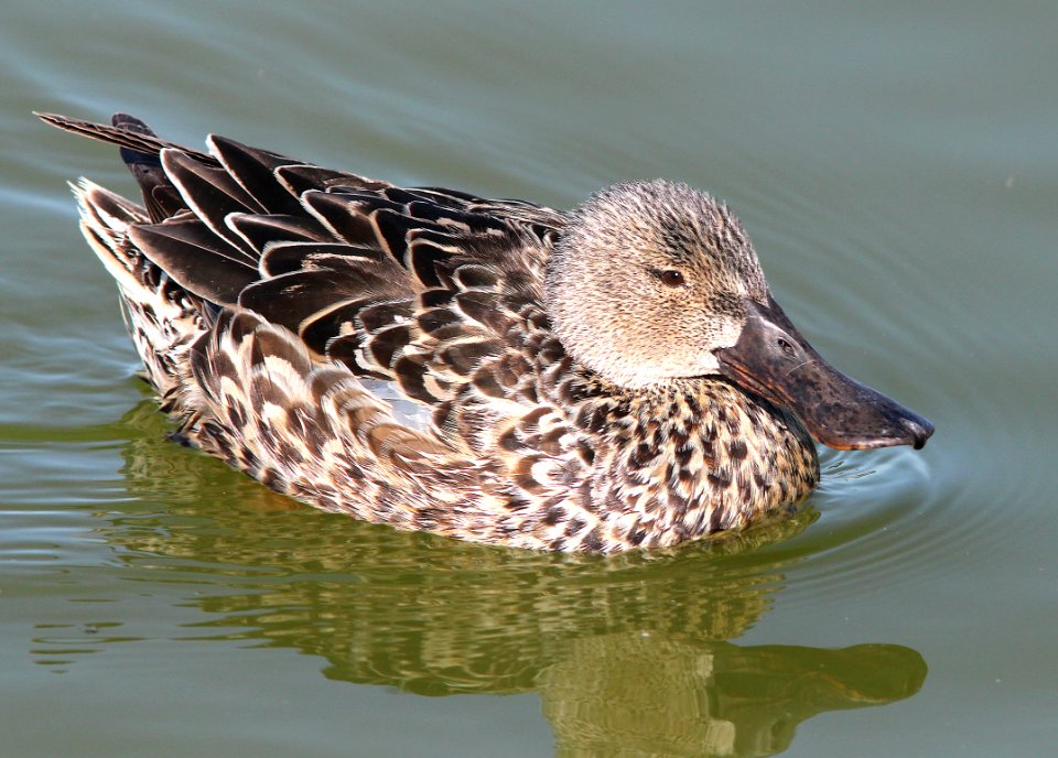 034 - NORTHERN SHOVELER (3-26-13) turnbull birding center, port aransas, nueces co, tx  (8)