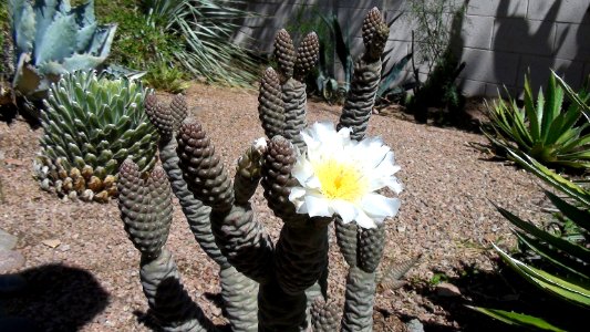 2012.05.26 Opuntia diademata