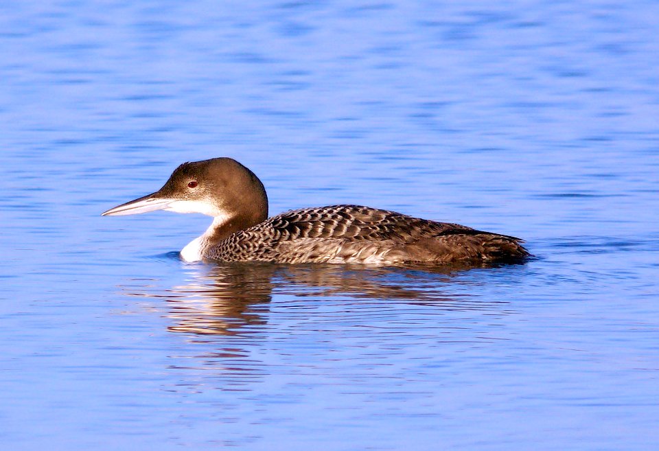 093 - COMMON LOON (11-21-07) morro bay, sloco, ca (2)
