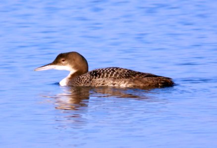 093 - COMMON LOON (11-21-07) morro bay, sloco, ca (2)