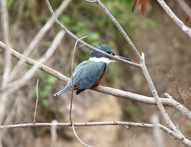 517 - RINGED KINGFISHER (2-8-10) zacate creek, laredo, tx