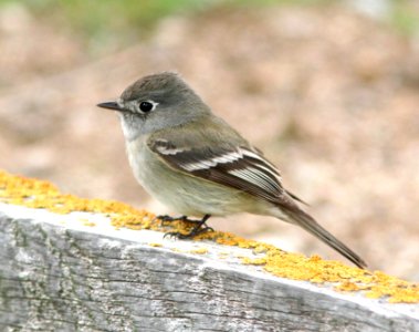 580 - HAMMOND'S FLYCATCHER (4-22-07) carrizo plain nat mon, slo co, ca (1)