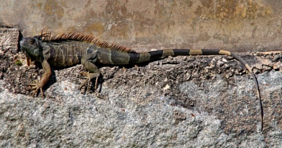 COMMON GREEN IGUANA (Iguana iguana)(3-8-13) key west, monroe co, fl - (1)