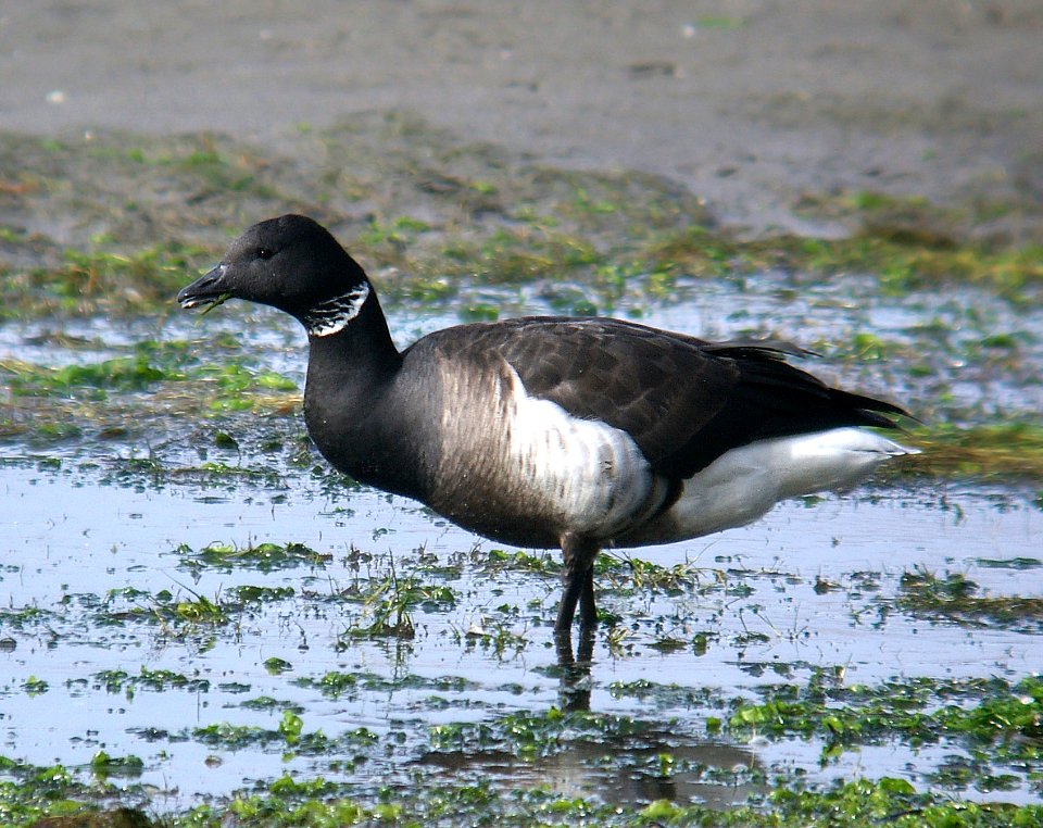 014 -BRANT (12-14-06) morro bay, slo co, ca-1