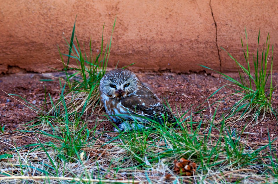 Northern Saw-whet Owl (Adult)