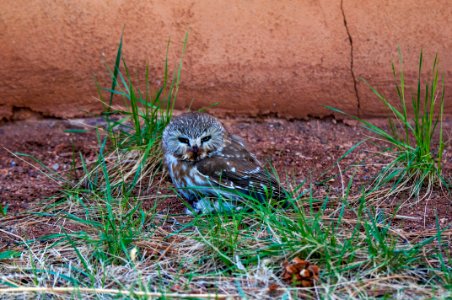 Northern Saw-whet Owl (Adult)
