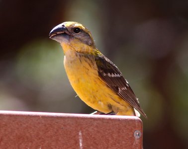GROSBEAK, YELLOW (6-12-11) ash cyn b&b, cochise, az -07