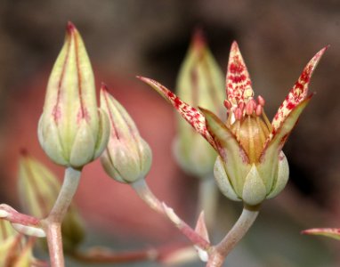 STONECROP. BARTRAM'S (Graptopetalum bartrami) in side cyn of alamo cyn, off Ruby Rd, scc, az - (10-15-12) -03