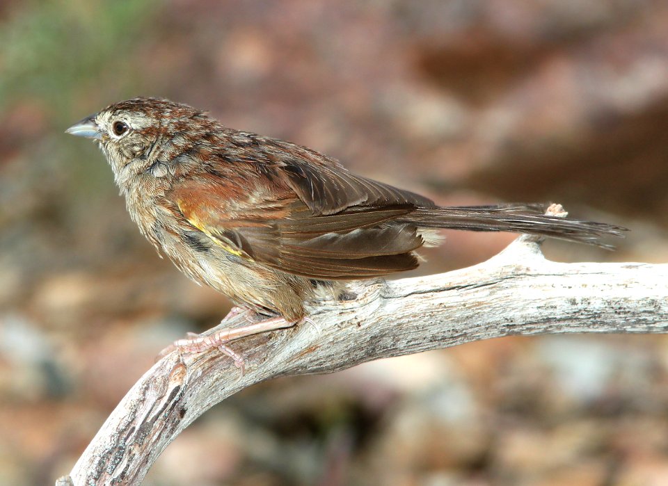 SPARROW, BOTTERI'S (7-26-12) 78 circulo montana, patagonia lake ranch estates, scc, az -02
