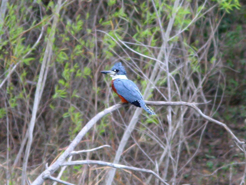 517 - RINGED KINGFISHER (2-19-08) llano grande, weslaco, tx