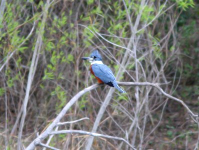 517 - RINGED KINGFISHER (2-19-08) llano grande, weslaco, tx photo