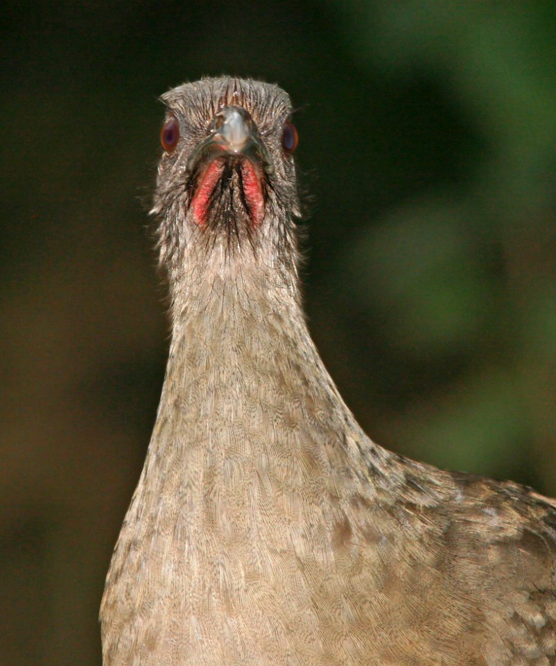 066 - PLAIN CHACHALACA (1-9-09) frontera audubon, weslaco, tx  (4)