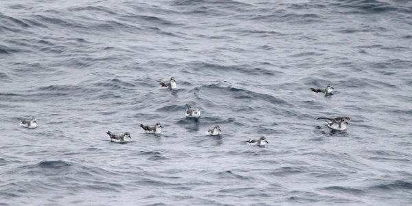 121 - COOK'S PETREL (6-12-10) off santa barbara on the Condor, ca (1)