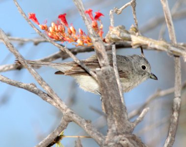 622 -GRAY VIREO (5-5-11) Patagonia Lake , SCC, AZ - (5)