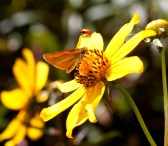 SKIPPER, SUNRISE (Adopaeoides prittwitzi) (10-2-12) below parker lake spillway, cochise co, az -02