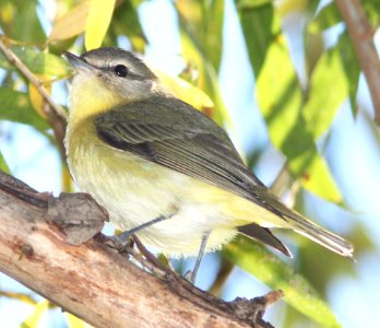 VIREO, PHILADELPHIA (10-21-12) pena blanca lake, scc, az -02b