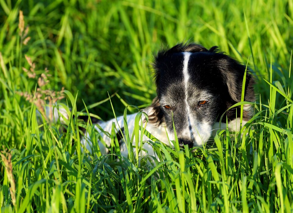 Animal pet small dog