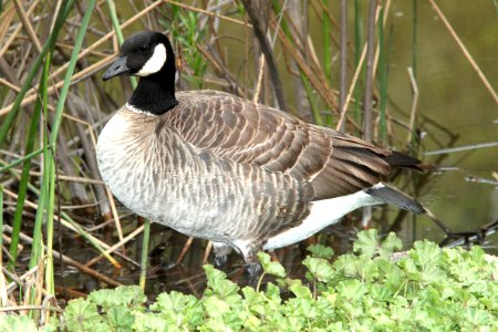 016 - CACKLING GOOSE (3-24-10) atascadero lake, slo co, ca