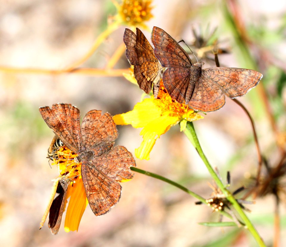 METALMARK, FATAL (Calephelis nemesis) (11-8-12) sycamore cyn, pajaritos mts, scc, az -02