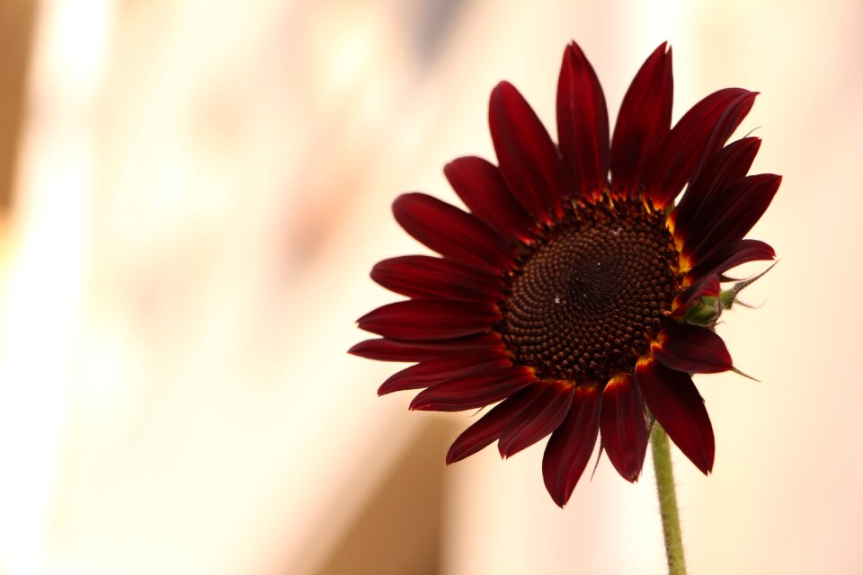 Petals sunny spring