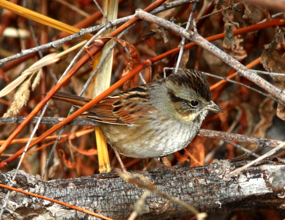 SPARROW, SWAMP (12-15-12) patagonia lake, scc, az -01