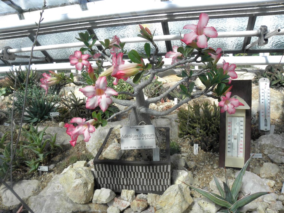 Botanischer Garten